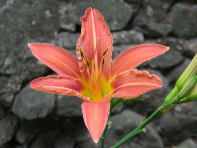 avakumov cvecnik 08